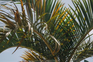 Palmiye ağacı yaprak mavi gökyüzü parlak güneşli bir günde yakın çekim.