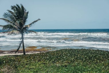 Bathsheba plajda Barbados, kötü sargassum yosun tarafından etkilenen ve palmiye ağaçlarının görünümü.