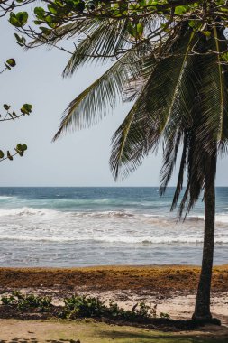 Bathsheba plajda Barbados, kötü sargassum yosun tarafından etkilenen ve palmiye ağaçlarının görünümü.