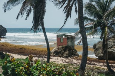Barbados, kötü sargassum yosun tarafından etkilenen Bathsheba Beach'te görünümünü.