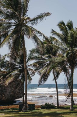 Bathsheba plajda Barbados, kötü sargassum yosun tarafından etkilenen ve palmiye ağaçlarının görünümü.