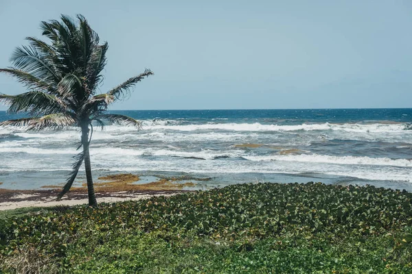 Widok Palmy Plaży Batszeba Barbados Dotknięty Przez Gronorosty Wodorostów — Zdjęcie stockowe