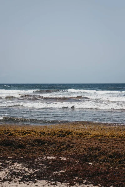 Vista Playa Betsabé Barbados Gravemente Afectada Por Algas Sargassum —  Fotos de Stock