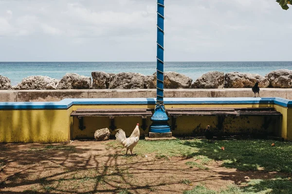 Coq Célibataire Marchant Sans Restriction Par Mer Speightstown Barbade — Photo