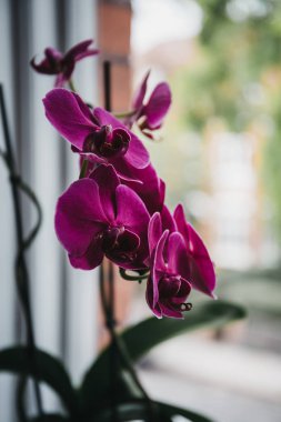 Narin pembe orkide çiçekler bakış kök üzerinde kapatın.