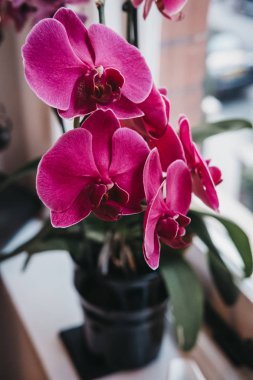 Narin pembe orkide çiçekler bakış kök üzerinde kapatın.