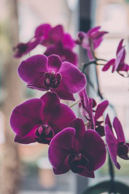 Narin pembe orkide çiçekler bakış kök üzerinde kapatın.