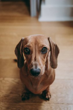 Ahşap katta oturan bir düz kumral dachshund portre seyir merakla kameraya, görüntülemek yukarıdan.