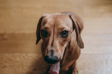 Kahverengi bir esneme portresi düzgün saç dachshund, ahşap katta oturan yukarıdan görüntülemek.
