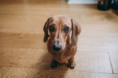 Ahşap katta oturan bir düz kumral dachshund portre seyir merakla kameraya, görüntülemek yukarıdan.