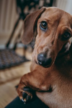 Kameraya bakarak sahipleri kucağına oturan bir düz kumral dachshund portresi kapatın.