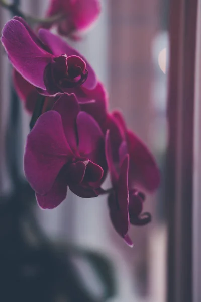 Vista Cerca Una Delicada Orquídea Rosa Flores Tallo —  Fotos de Stock