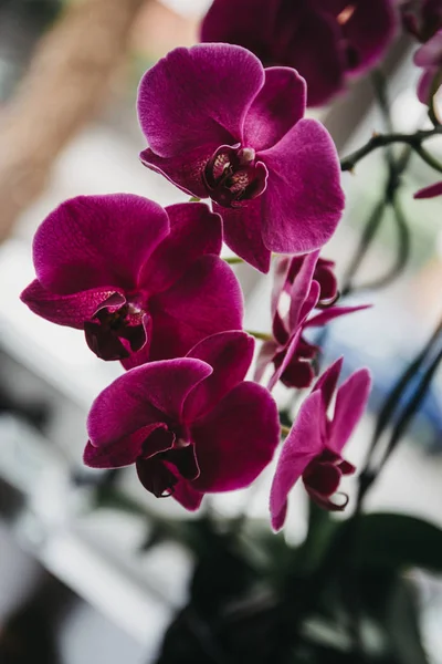 Zbliżenie Delikatne Różowe Kwiaty Orchidei Pniu — Zdjęcie stockowe