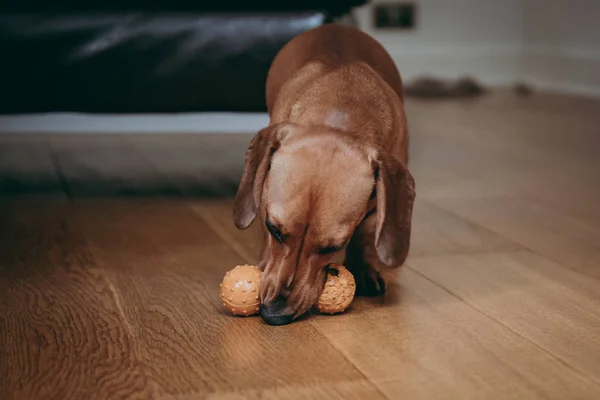 Glatte Braune Zwergdackel Spielt Hause Mit Einem Gummispielzeug Auf Dem — Stockfoto