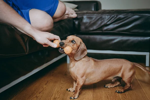Ev sahibi ile oynarken yumuşak kahverengi minyatür dachshund.