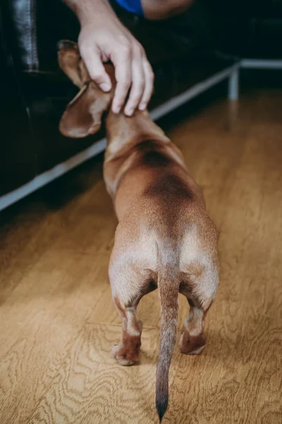 Besitzer Streichelt Braunes Glattes Haar Dackel Hause Rückansicht — Stockfoto