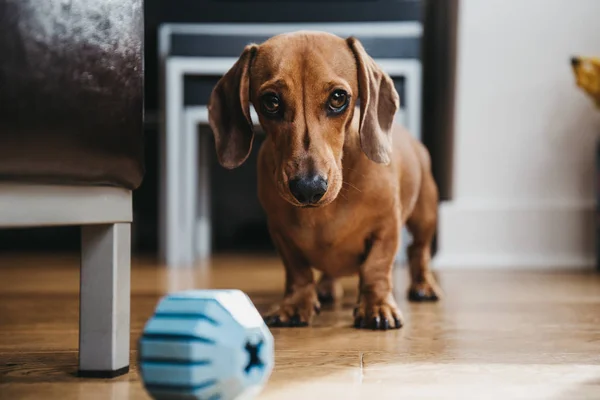 Vlotte Bruine Miniatuur Teckel Nodigen Eigenaar Spelen Met Hem Rubber — Stockfoto