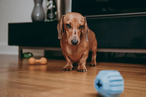 Moe Vlotte Bruine Miniatuur Teckel Permanent Vloer Kijken Naar Rubber — Stockfoto