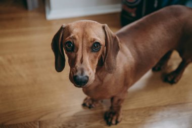 Ahşap zemin üzerinde duran bir düz kumral dachshund portre seyir merakla kameraya, görüntülemek yukarıdan.