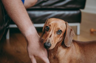 Sahibinin yanlışı düz kumral daksund köpek yavrusu ayakta evde ahşap zemin üzerinde el.