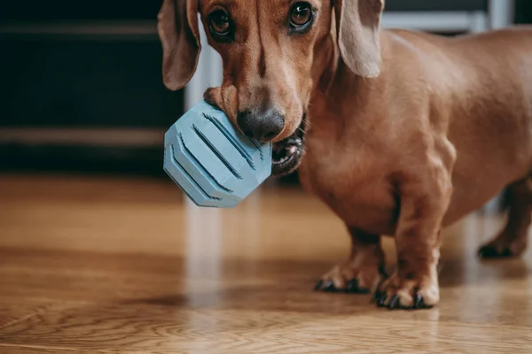 Vlotte Bruine Miniatuur Teckel Pup Nodigen Eigenaar Spelen Met Hem — Stockfoto