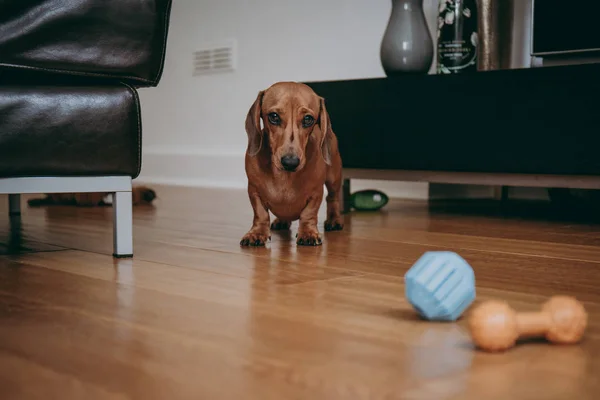 Vlotte Bruine Miniatuur Teckel Pup Nodigen Eigenaar Spelen Met Hem — Stockfoto