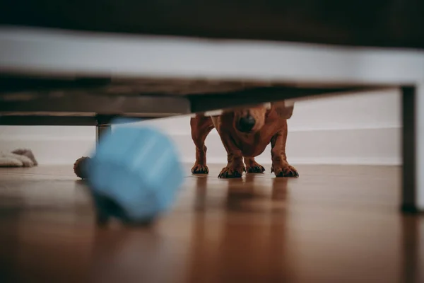 Hond Zoekt Onder Bank Het Speelgoed Ondiepe Focus — Stockfoto