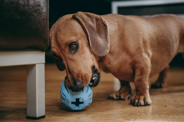 Yumuşak kahverengi minyatür dachshund yerde evde bir lastik oyuncakla oynamak.