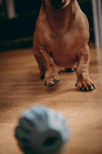 Hond Springen Spanning Afwachting Van Spelen Bewegingsonscherpte Ondiepe Focus — Stockfoto