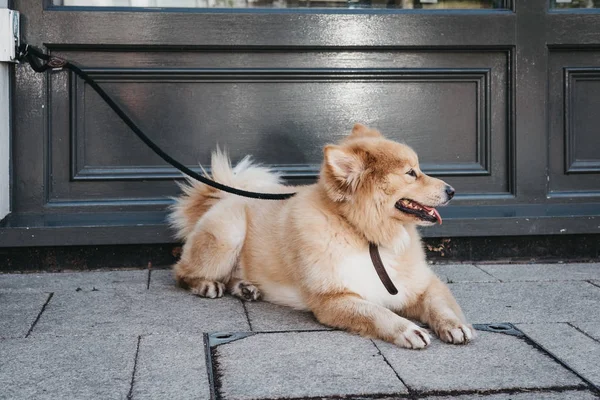 Perro feliz tendido en el pavimento, correa atada al gancho en Londres, Reino Unido — Foto de Stock