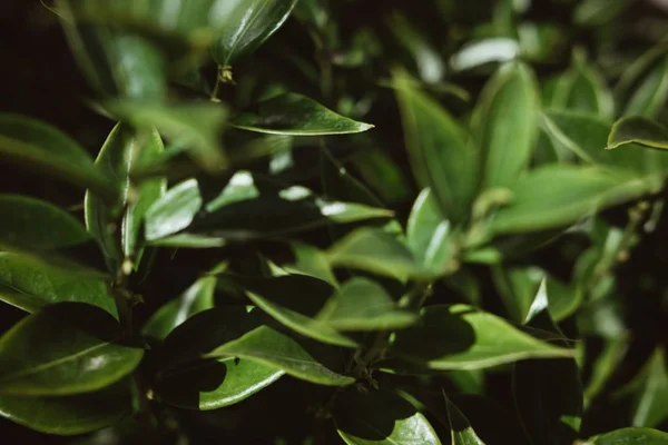 Close Folhas Verdes Uma Planta Abstrato Conceito Fundo — Fotografia de Stock