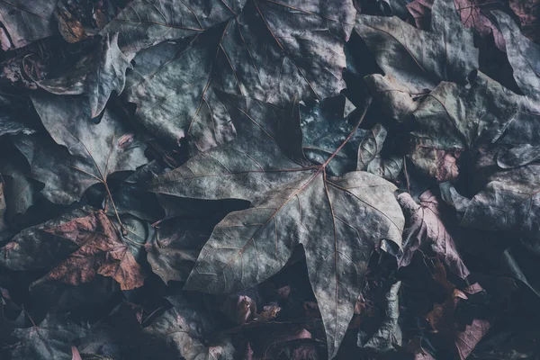 背景の地面には 抽象的な概念の暗い緑のカエデの葉のクローズ アップ — ストック写真