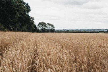 Perspektif, seçici odak azalan bir buğday kırpma alanının düşük açılı görünüş.