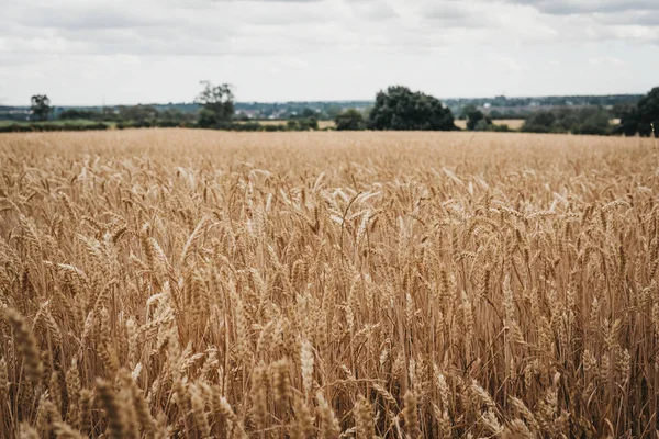 Vista Bajo Ángulo Campo Cultivo Trigo Enfoque Selectivo —  Fotos de Stock