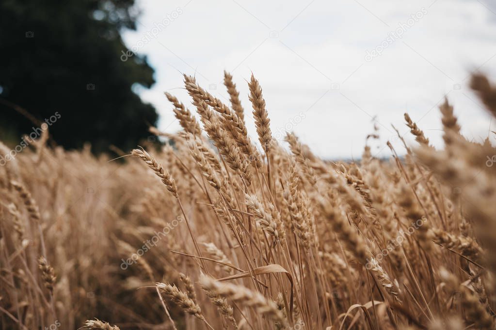 Low angle view of a wheat crop field, selective focus.