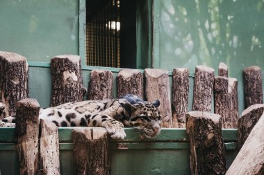 Prague, Czech Republic - August 27, 2018: Jaguar at an enclosure in Prague Zoo, Czech Republic, the fifth best zoo in the world. clipart