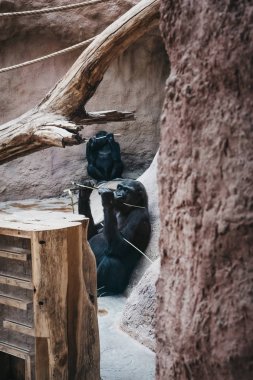 Prague, Czech Republic - August 27, 2018: Gorillas inside an enclosure in Prague Zoo, Czech Republic, the fifth best zoo in the world. clipart