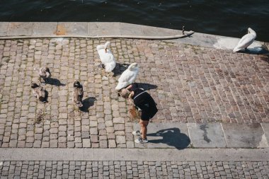 Prague, Çek Cumhuriyeti - 23 Ağustos 2018: kadın bir sıcak yaz günü Prag'da Vltava Nehri'nin dolgu üzerinde kuğu fotoğraf çekmek. Vltava Çek Cumhuriyeti içinde en uzun nehridir.