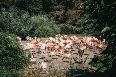 Prague, Çek Cumhuriyeti - 26 Ağustos 2018: pembe flamingolar Prag Hayvanat Bahçesi, Çek Cumhuriyeti, dünyanın beşinci en iyi Hayvanat Bahçesi.