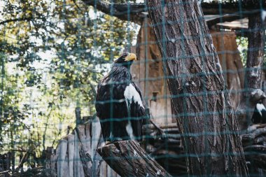 Prague, Çek Cumhuriyeti - 27 Ağustos 2018: Steller'ın deniz kartal bir kasa içine Prag Hayvanat Bahçesi, Çek Cumhuriyeti, dünyanın beşinci en iyi Hayvanat Bahçesi.
