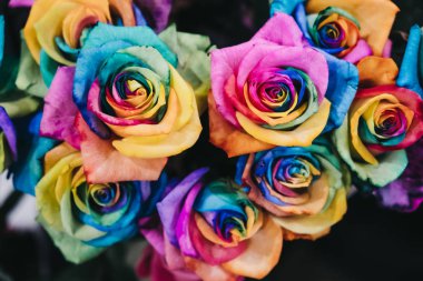 Gökkuşağı renkli gül, seçici odak, Lgbtqi, çeşitliliği ve çeşitlilik kavramı kapat.