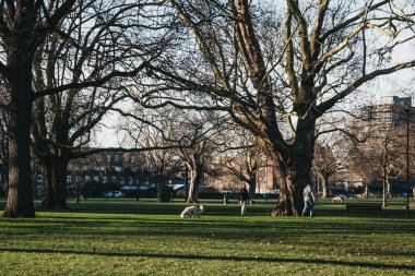 Londra, İngiltere - 3 Şubat 2019: Köpek ve Hackney, Londra, İngiltere Haggerston parkta yürüyüş sahipleri. Parkta yerli halk arasında popüler bir yerdir ve tutar bir yeşil bayrak ödülü.