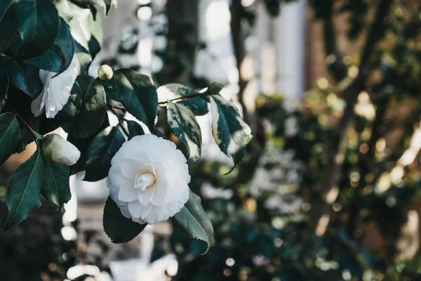 Close up of a blossoming white flower on a tree. — Stock Photo, Image