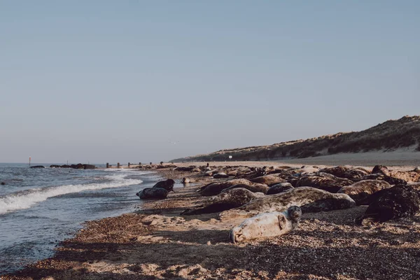 Selos banhados pelo sol junto à água na praia de Horsey, Norfolk , — Fotografia de Stock