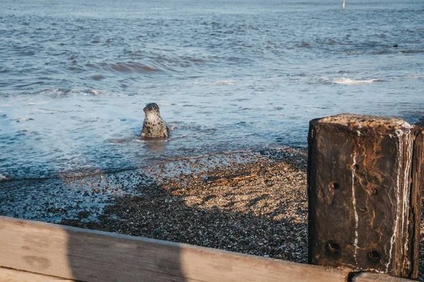 말 해변, 노폴에 물가에서 태양에 물 개그 새끼 — 스톡 사진