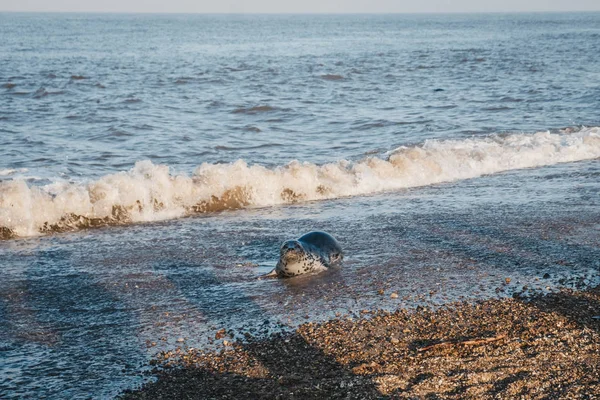 말 해변, 노폴에 물가에서 태양에 물 개그 새끼 — 스톡 사진