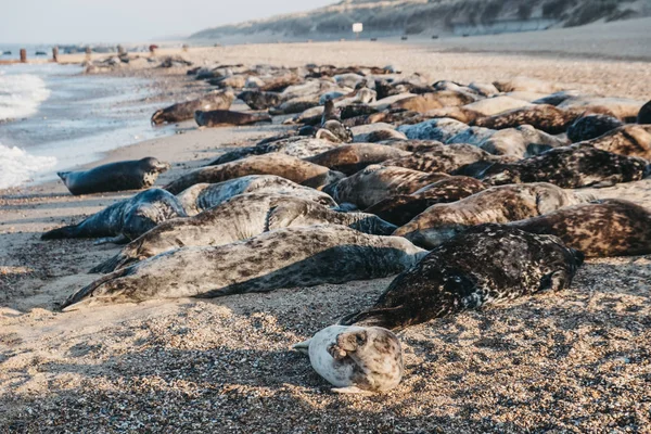 Тюлени, греющиеся на солнце у воды на пляже Хорси, Норфолк , — стоковое фото