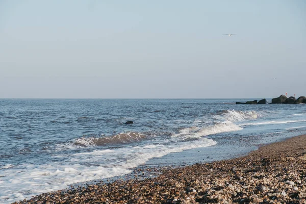 Robbe schwimmt im Wasser — Stockfoto