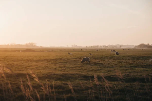 Animais de fazenda à distância em um campo durante o pôr do sol em Norfolk — Fotografia de Stock