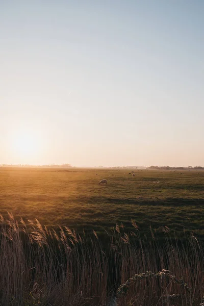 Animales de granja en la distancia en un campo durante la puesta del sol en Norfolk — Foto de Stock